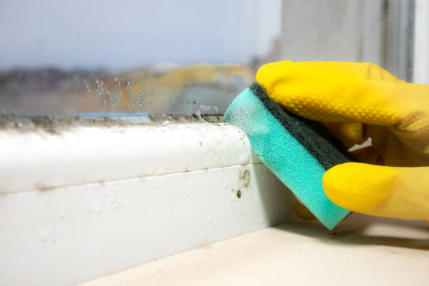 Best Mold Cleaning Services  in Colfax, IA