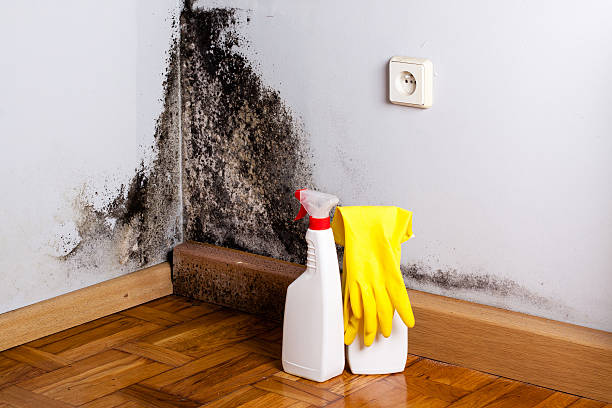 Best Fast Mold Removal  in Colfax, IA